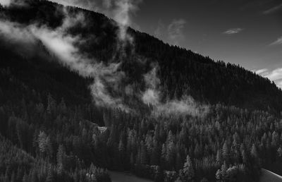 Panoramic shot of pine trees against sky