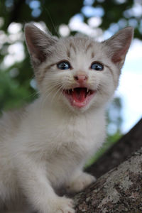 Close-up portrait of a cat