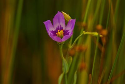 Close-up of purple flowering plant