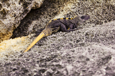 Close-up of lizard on rock