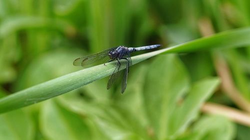 Close-up of insect on leaf