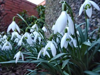 Close-up of white flowering plants
