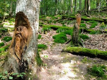 View of a monkey on tree trunk