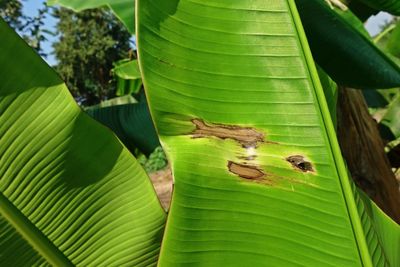 Close-up of grasshopper on leaf