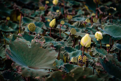 Close-up of yellow flowering plant leaves