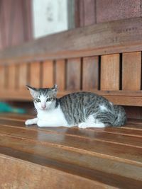 Portrait of cat resting on wood
