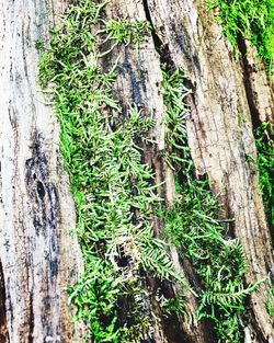 Full frame shot of ivy growing on tree