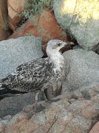 Close-up of bird perching on rock