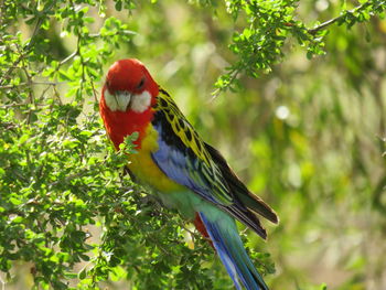 Parrot perching on a branch, australia