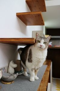 Portrait of cat sitting on table at home