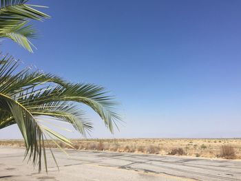 Palm trees on beach