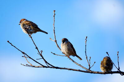 Low angle view of bird perching on branch against clear blue sky