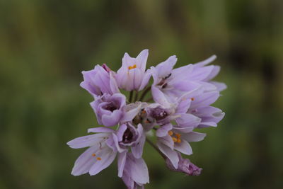 Close-up of purple flowering plant