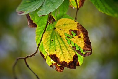 nature