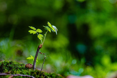 Close-up of small plant