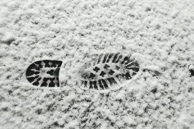 Close-up of horse on beach