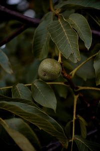 Close-up of fruit growing on tree