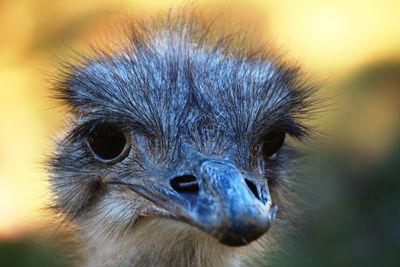 Close-up portrait of an emu
