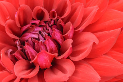 Close-up of red dahlia