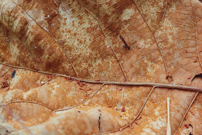Full frame shot of dry leaf 