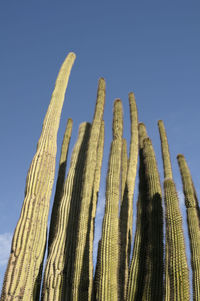 Low angle view of cactus against clear blue sky