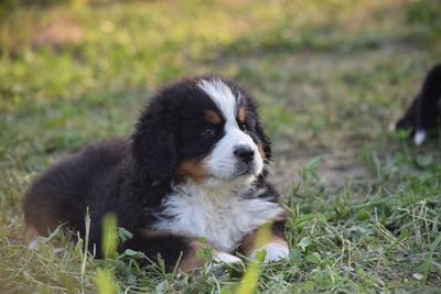 Close-up of dog sitting on field