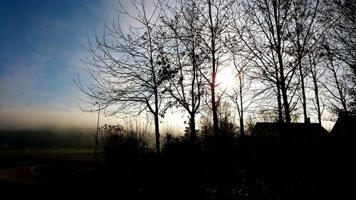 Bare trees on field at sunset