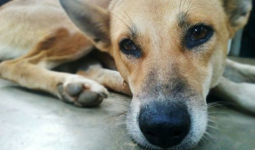 Close-up portrait of dog lying down