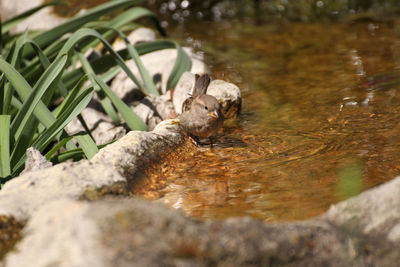 High angle view of squirrel on rock in lake