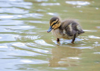 Duck swimming in lake