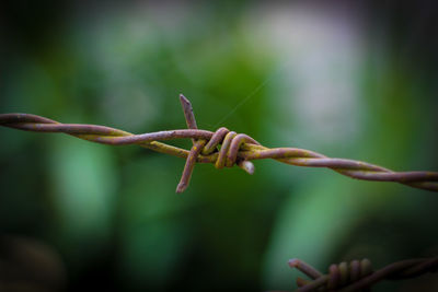 Close-up of barbed wire