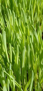 Close view of wheatgrass