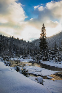 Snow covered pine trees on field against sky