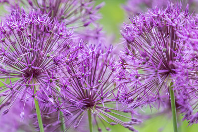Close-up of purple flowering plant