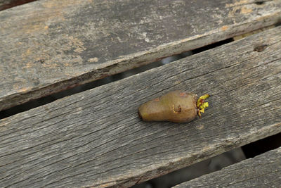 High angle view of insect on wood
