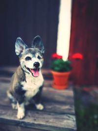 Close-up portrait of dog sticking out tongue