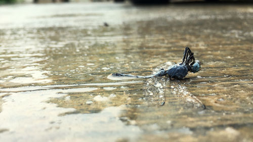 Blue dragonfly can not  fly because of rain drop falling on its feathers and it is facing upwords