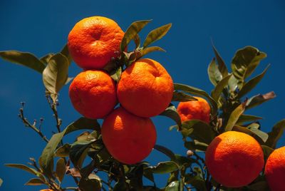 Low angle view of oranges growing on plant against sky