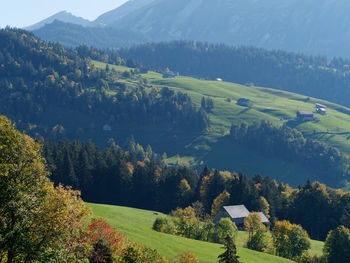 High angle view of trees on field