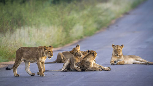 Lion cubs on road