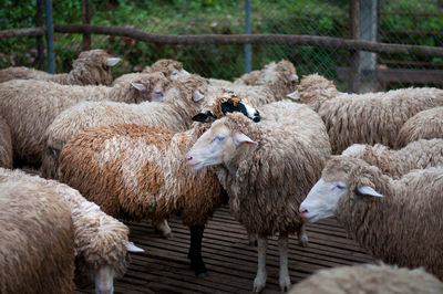 Sheep standing in farm
