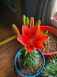 High angle view of potted plant on table