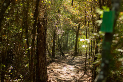 View of trees in forest