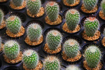 Full frame shot of succulent plants