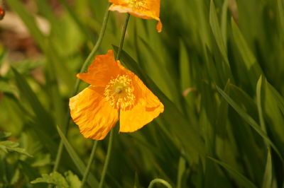 Close-up of orange day lily blooming outdoors