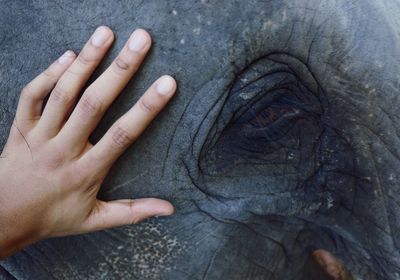 Close-up of human hand touching lizard