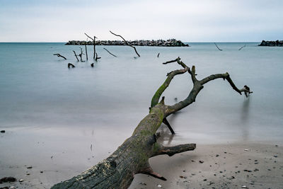 Lizard on beach against sky