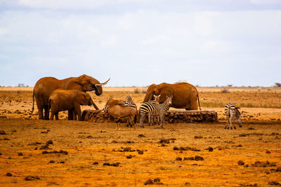 Mammals by water well on field against sky at tsavo east national park