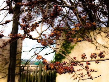 Low angle view of flower tree against sky