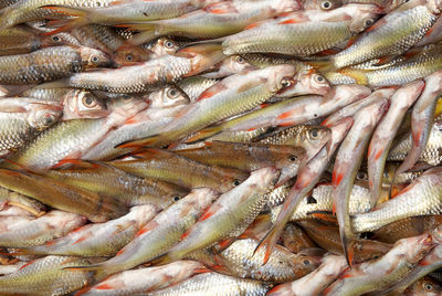 High angle view of fish for sale in market